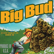 Big Bud Colorado Cannabis T-Shirt