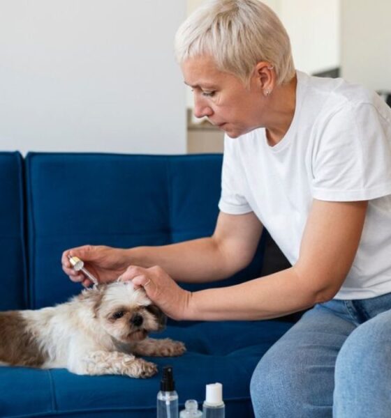 Librela for Dogs, A Breakthrough for Managing Osteoarthritis