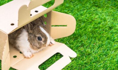 The Future of Small Pets: What Makes Hamster X Stand Out?