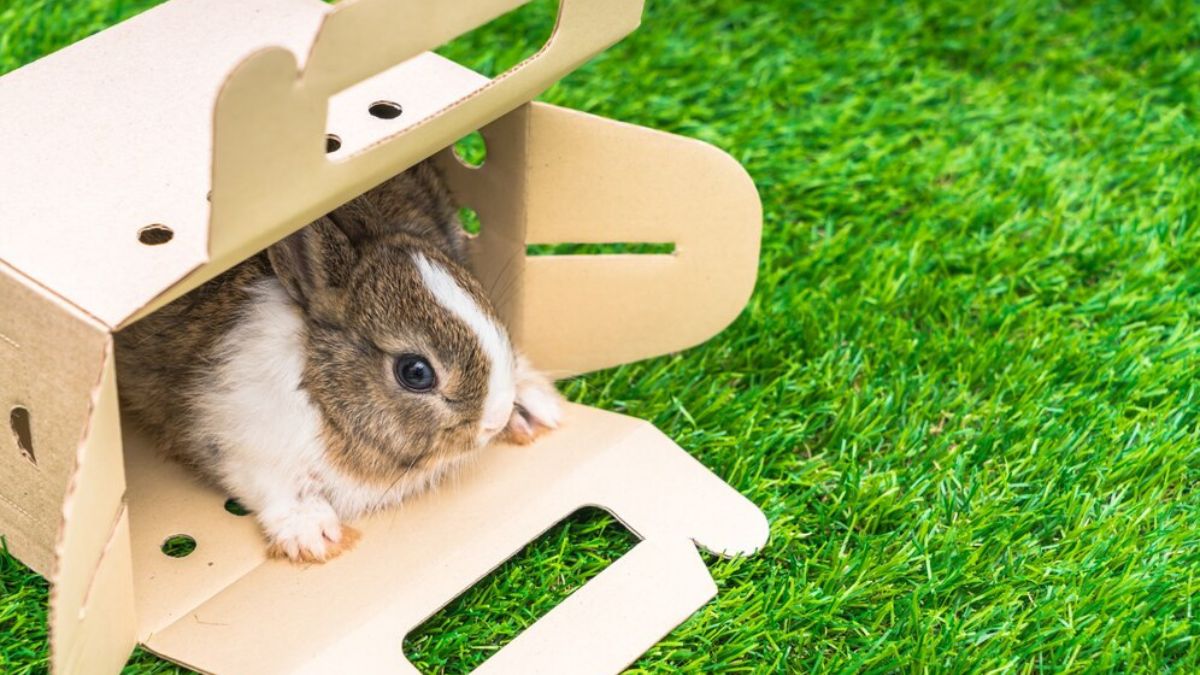 The Future of Small Pets: What Makes Hamster X Stand Out?