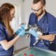 Vetcitypets Veterinary Clinic, Comprehensive Care for Beloved Pets