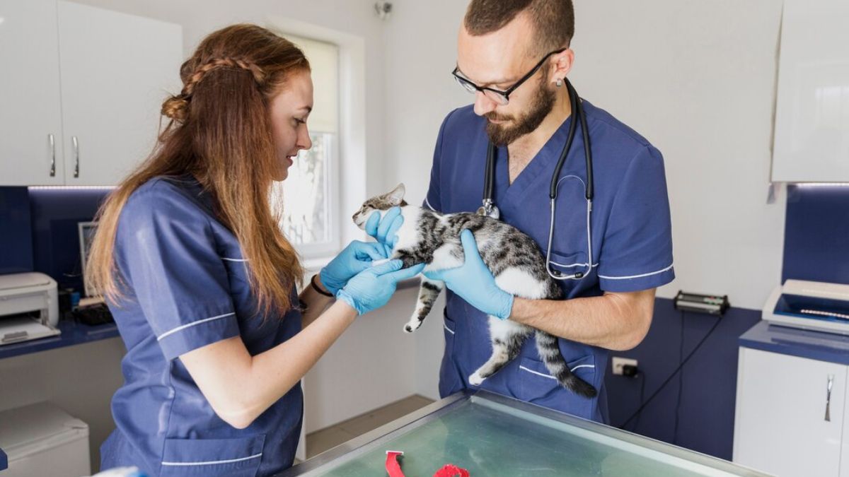 Vetcitypets Veterinary Clinic, Comprehensive Care for Beloved Pets